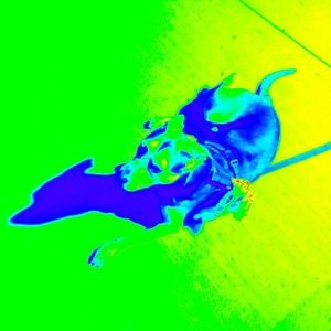 Meet your Posher, Joel